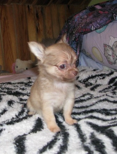 �ivava dlouhosrst� 