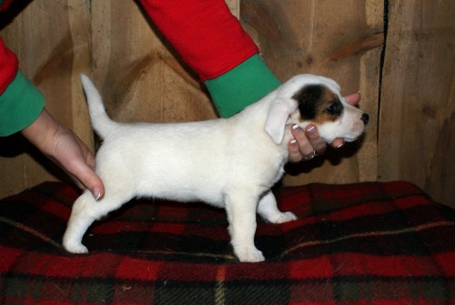 Jack Russell terier s PP - myslivost