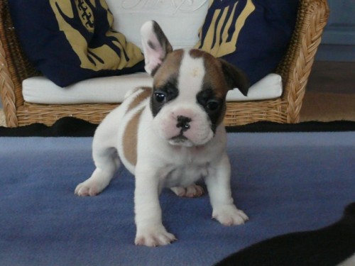 Francouzsk� buldo�ek 