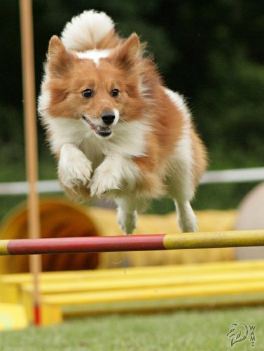 Tbor agility