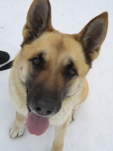 Darujeme belgick�ho ov��ka Trutnov