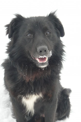 Darujeme k��ence Border kolie