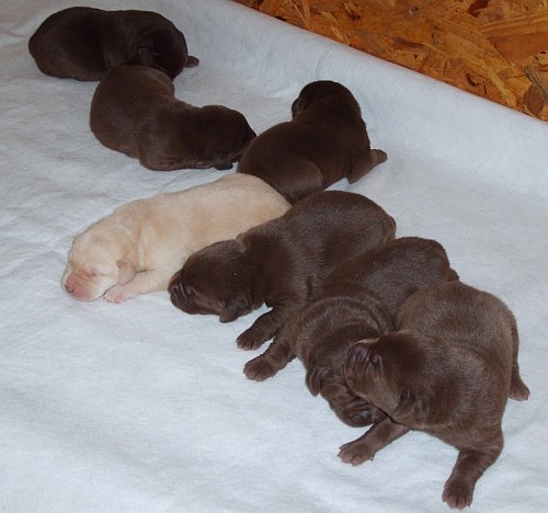 Labrador �t��ata s PP