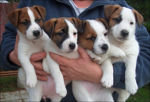 Jack Russell Terrier - �t��ata