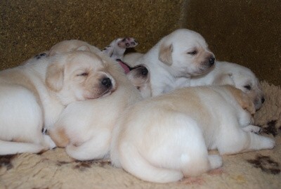 Labrador - �t��ata s PP