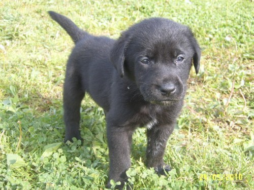 �ern� �t���tka labradorsk�ho retrievera