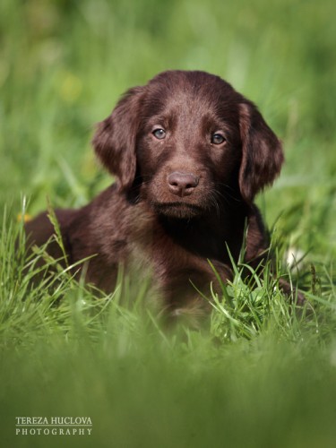 Flat coated retriever s PP - hnd pejsek!