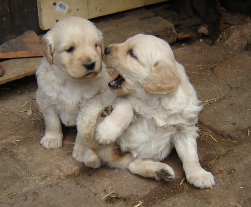 �t��ata �emlov� barvy