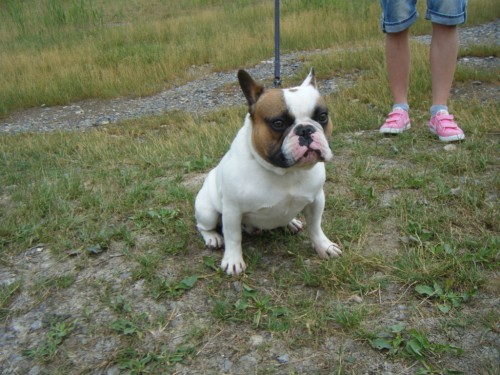 Francouzsk� buldo�ek kr�sn� postavy ke kryt�