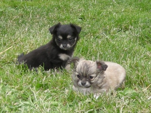 �ivava dlouhosrst� fenky