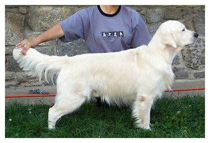 Nab�z�me kryt� golden retrieverem