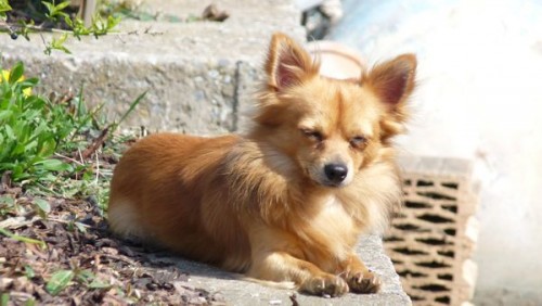 �ivava (dlouhosrst�) kryt� bez PP