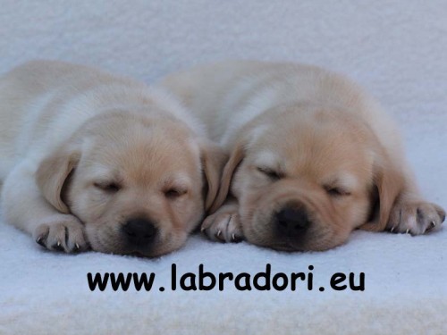 �t���tka Labrador Retriever s PP