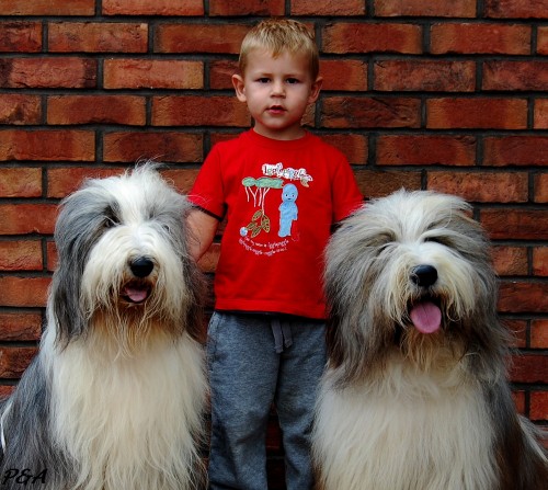 Bearded collie - ttka