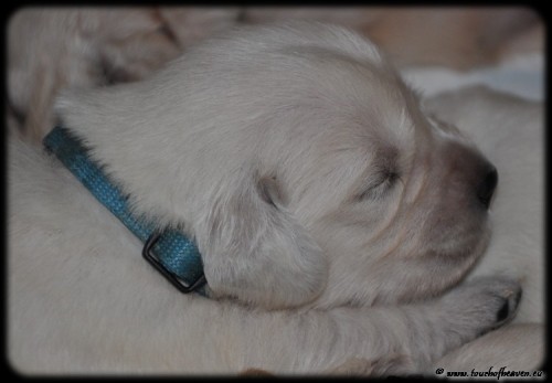 Zlat� retriever - �t��ata s PP 