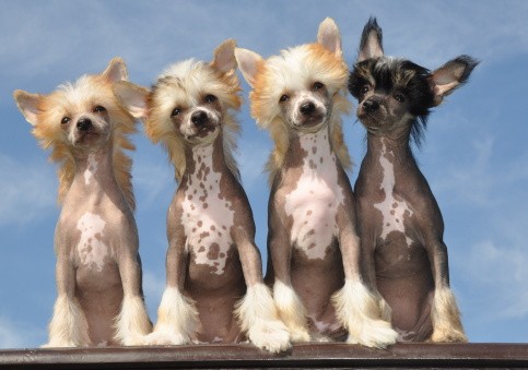 ��nsk� chocholat� pes-�t��ata