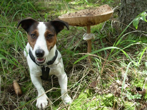 Nab�z�m psa bez PP ke kryt� 