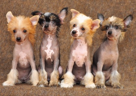 ��nsk� chocholat� pes-�t��ata