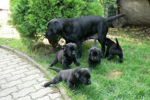 �t���tka Labradorsk�ho retrievera s PP