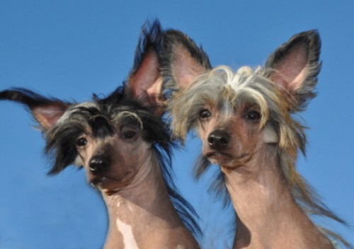 ��nsk� chocholat� pes-�t��ata