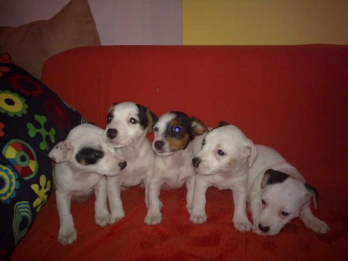 jack russell terier �t�n�tka na prodej