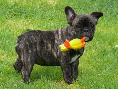 Francouzsk� buldo�ek 