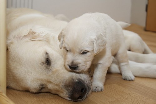 Zlat� retriever  - �t���tka