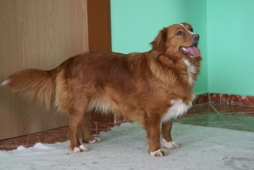 Nova scotia duck tolling retriever