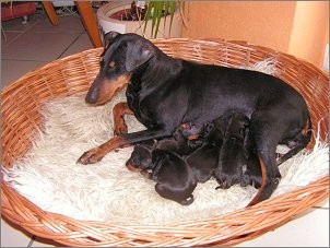 MANCHESTER TERRIER