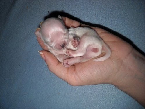 vzacne �iste bila barva civavy