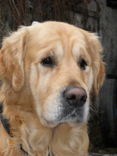 Nab�zim kryt� zl.Retr�vrem