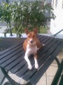 basenji
