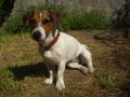 Jack Russell Teri�r