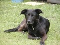 K��enec - vl��k, labrador
