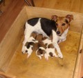 Prod�m kr�sn� �t���tka Jack Russell teri�ra
