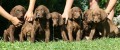 Hnd retriever- Chesapeake bay retriever