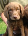 Hnd retriever- Chesapeake bay retriever