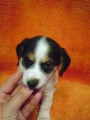 Jack russel teri�r