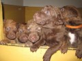 Chesapeake bay retriever