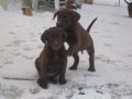 Chesapeake bay retriever