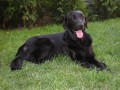 Flat coated retriever