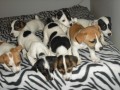 Jack Russel Terier