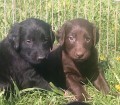 Flat coated retriever s PP - nadstandart:-)