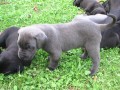 Prod�m Cane Corso