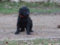 Curly coated retriever