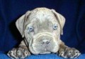 Cane corso - �t���tko