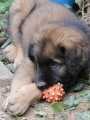 Leonberger tata