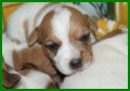 Jack Russell Terier s PP, v�b�r ze dvou vrh�. M�me voln� kluky, k odb�ru  od konce srpna/2010. V�echny informace o n�s a o na�ich pejsc�ch, aktu�ln� foto najdete na  www.himalajskycedr.cz, nebo na tel.�. 608404091.