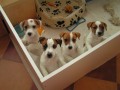 �t��ata Jack Russell Terrier s PP