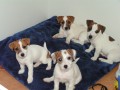 �t��ata Jack Russell Terrier s PP